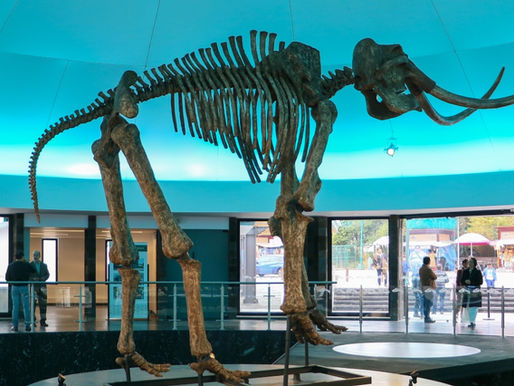 Veranoteca: vive un verano lleno de diversión y aprendizaje en el Museo de Historia Natural