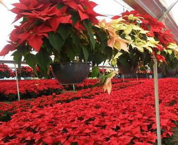 Invita gobierno capitalino a adquirir flor de Nochebuena producida en Xochimilco