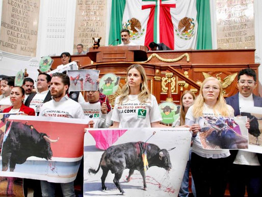 Las corridas de toros ahora serán espectáculos sin violencia: Congreso CDMX
