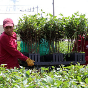Arranca reforestación del Centro Histórico con meta de mil árboles