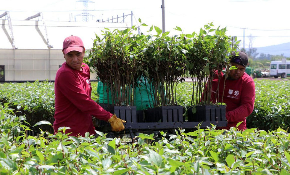 Arranca reforestación del Centro Histórico con meta de mil árboles