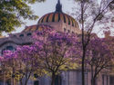 La CDMX florece para el mundo… las jacarandas, emblema turístico de la Ciudad de México