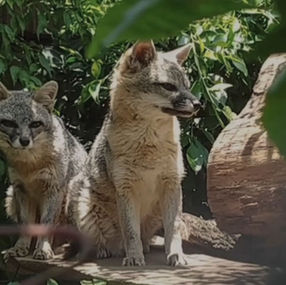 Sedema y la UNAM unen fuerzas para la coexistencia con la fauna silvestre en la Ciudad de México