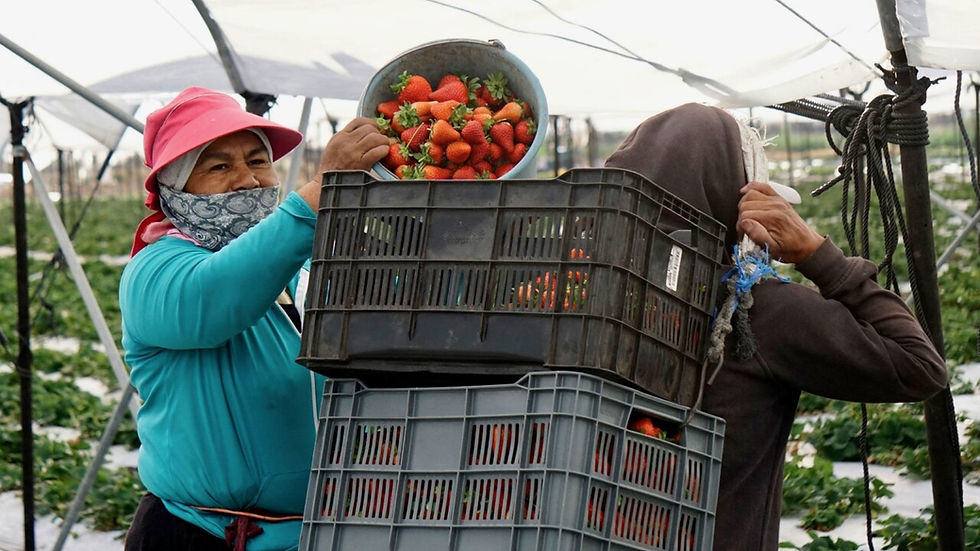 Preocupación mexicana: ahora va Departamento de Comercio de Estados Unidos contra la fresa