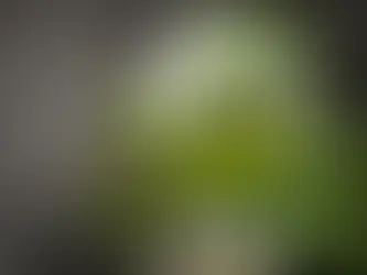 21 de mayo