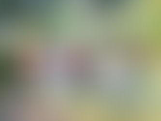 Invita SEDEMA al Curzoo de verano 2025 “Aventuras Silvestres” en Chapultepec