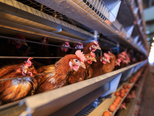 Activa Agricultura protocolo sanitario en Nuevo León por presencia de influenza aviar en granja comercial