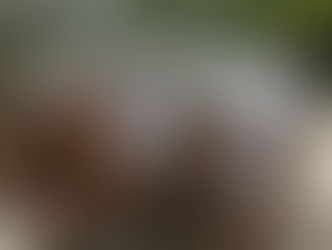 Buscan salvar a los hipipotamos de famoso narcotraficante colombiano