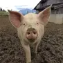 Preparan en Japón ensayos clínicos para trasplantar riñones de cerdo a humano