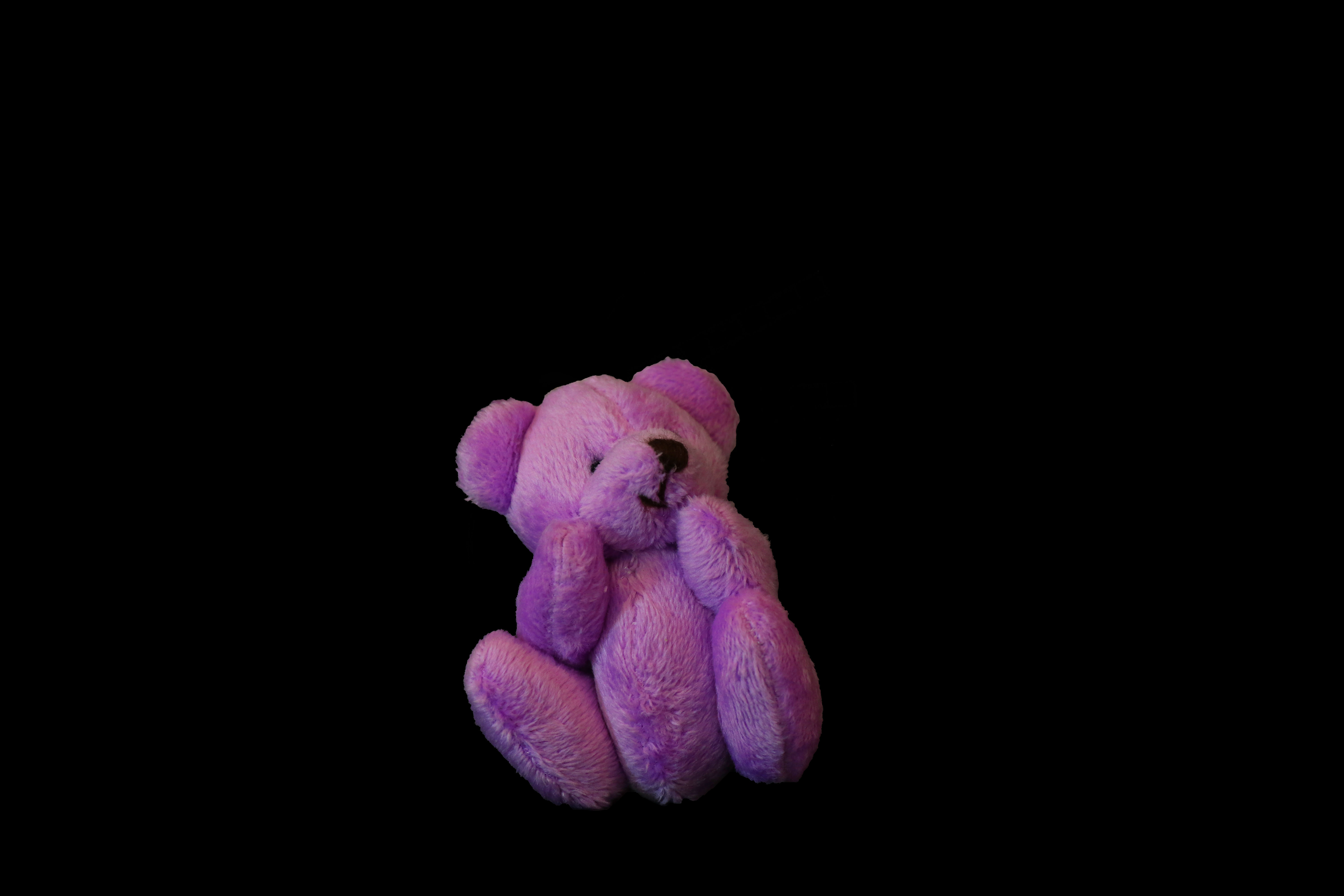 Violet Bear