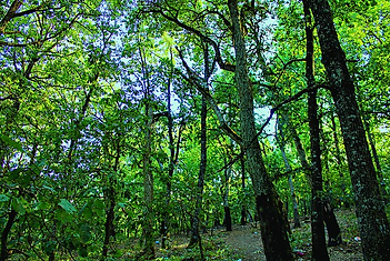 photos prise de la région Bougous