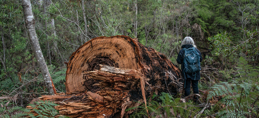 Critical unburnt habitat cut down by FFMV and the trees taken for firewood 