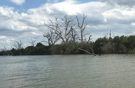 Many wetlands on the Latrobe Rivers, such as Dowds morass are lower than the river