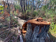 Large old hollow trees felled on roadside of burn