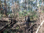 2023 perimeter burn numerous old hollow trees felled along the entire perimeter