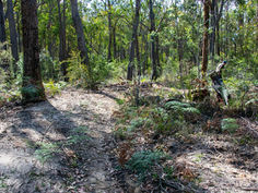 Waypoint 835
Bulldozer scrape and felled tree beside five Grevillea celata plants within 1-5mtrs
