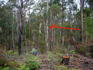 Solid trees felled near Yellow-bellied glider feed trees indicated by red arrow. The solid trees were removed for firewood. Photo 09-11-2025