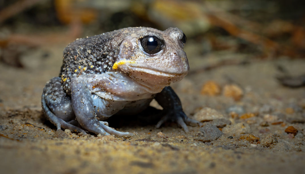 Giant Burrowing Frog (Heleioporus australiacus) Photo: JJ Harrison 