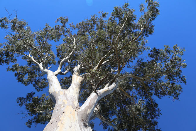 Gippsland Forest Red gum (Eucalyptus tereticornis subsp. mediana)  Federally listed as Critically Endangered under the Environment Protection and Biodiversity Conservation Act and as part of the Critically Endangered Gippsland Red Gum Grassy Woodland