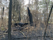 09-04-2024 | Collapsed hollow bearing trees