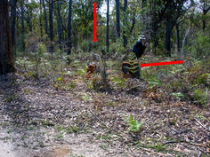 Waypoint 829 - 831
View from the road – red arrows mark felled tree. Seven Grevillea celata plants were found under this felled tree. Ten Grevillea celata plants were found less than 10mtrs away
