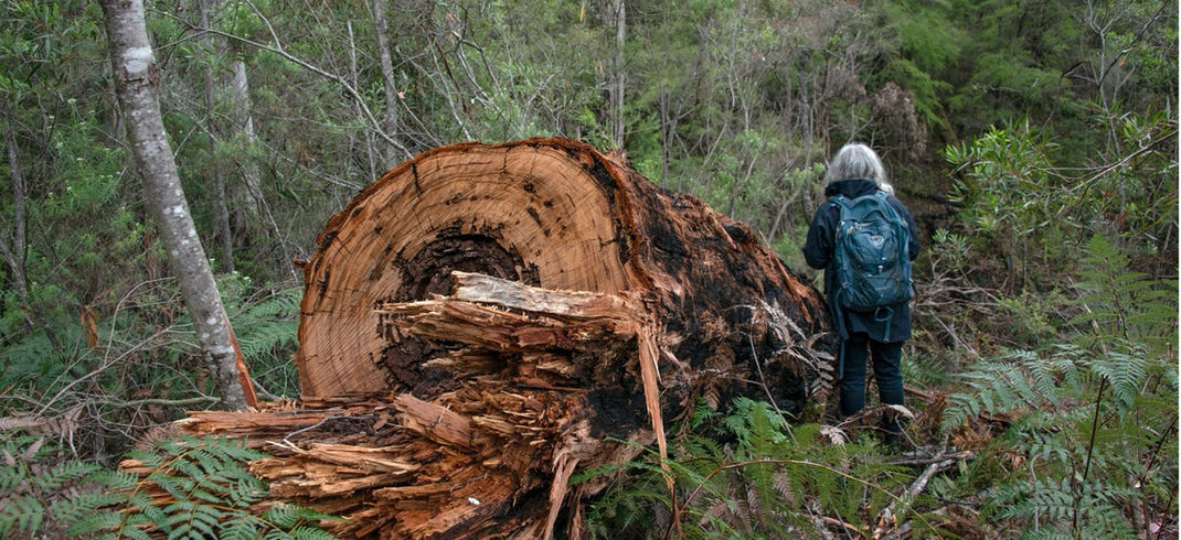 Serious and avoidable damage to Yellow Bellied Glider Habitat by FFMV at Nowa Nowa Lyles Bk planned burn site