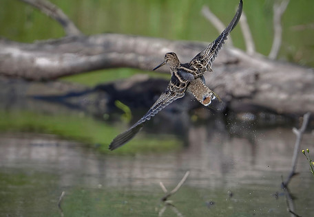 ​Latham's_Snipe No Second Chance  Image: I Am birdsaspoetry.com 