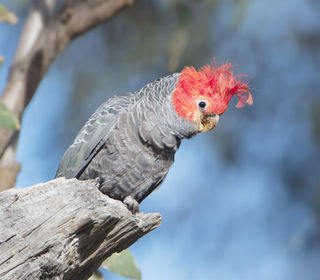 Gang Gang Cockatoo (Callocephalon fimbriatum) is listed as Endangered under the Federal  Environment Protection and Biodiversity Conservation Act 1999 (EPBC Act). Photo JJ Harrison 