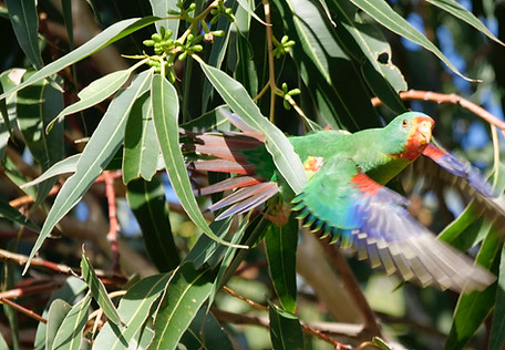 SWIFT PARROTS ON RAYMOND ISLAND Photo David Nicastro 2024