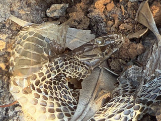 Copperhead skin Photo Louise Crisp May 2025