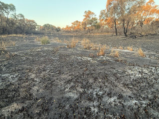 Fire burnt right through swamps and Sedge Wetlands photo 31-05-2025