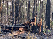 09-04-2024 Trees cut down and bulldozed on the perimeter of the burn