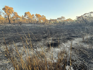 New Holland mouse and White footed dunnart location Two -Photos 31-05-2025