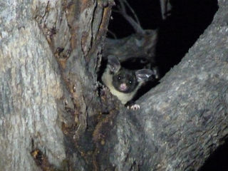 Yellow-bellied Glider
Photo Louise Crisp