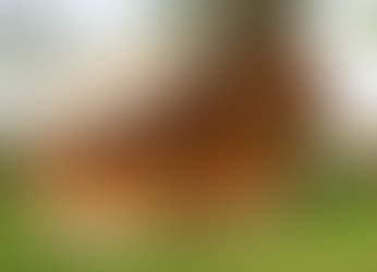 Country style Bahay Kubo 🛖