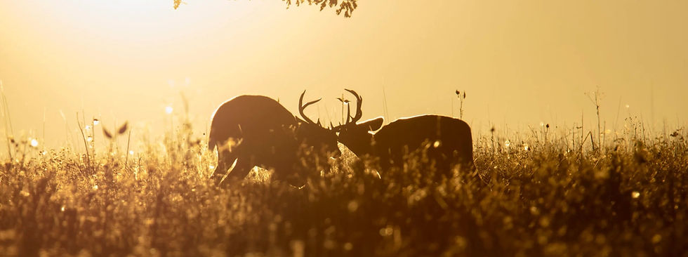 Chasse au cerf de virginie