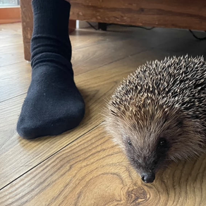 Young country diary: A spiky surprise for the whole family