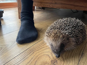 Young country diary: A spiky surprise for the whole family