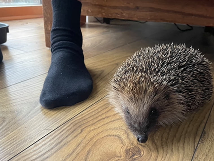 Young country diary: A spiky surprise for the whole family