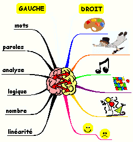 cerveau HD HG 2.gif