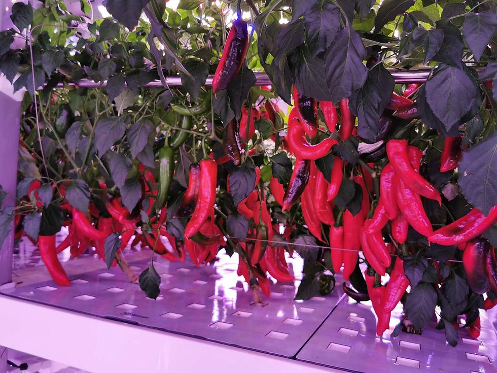 Миниатюра: Ситиферма Greenbar- LUX2 ПАК для выращивания зелени и пряных трав