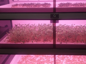 Вебинар "Особенности выращивания микрозелени в Greenbar"