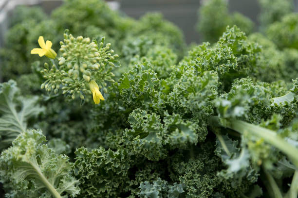 самые вкусные детокс-листочки после цветения
Самая удивительная особенность выращивания кейла по этой технологии — самые вкусные и полезные листья появляются после цветения, через 9-10 месяцев