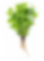 Мята