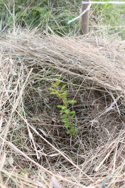 метасеквоя