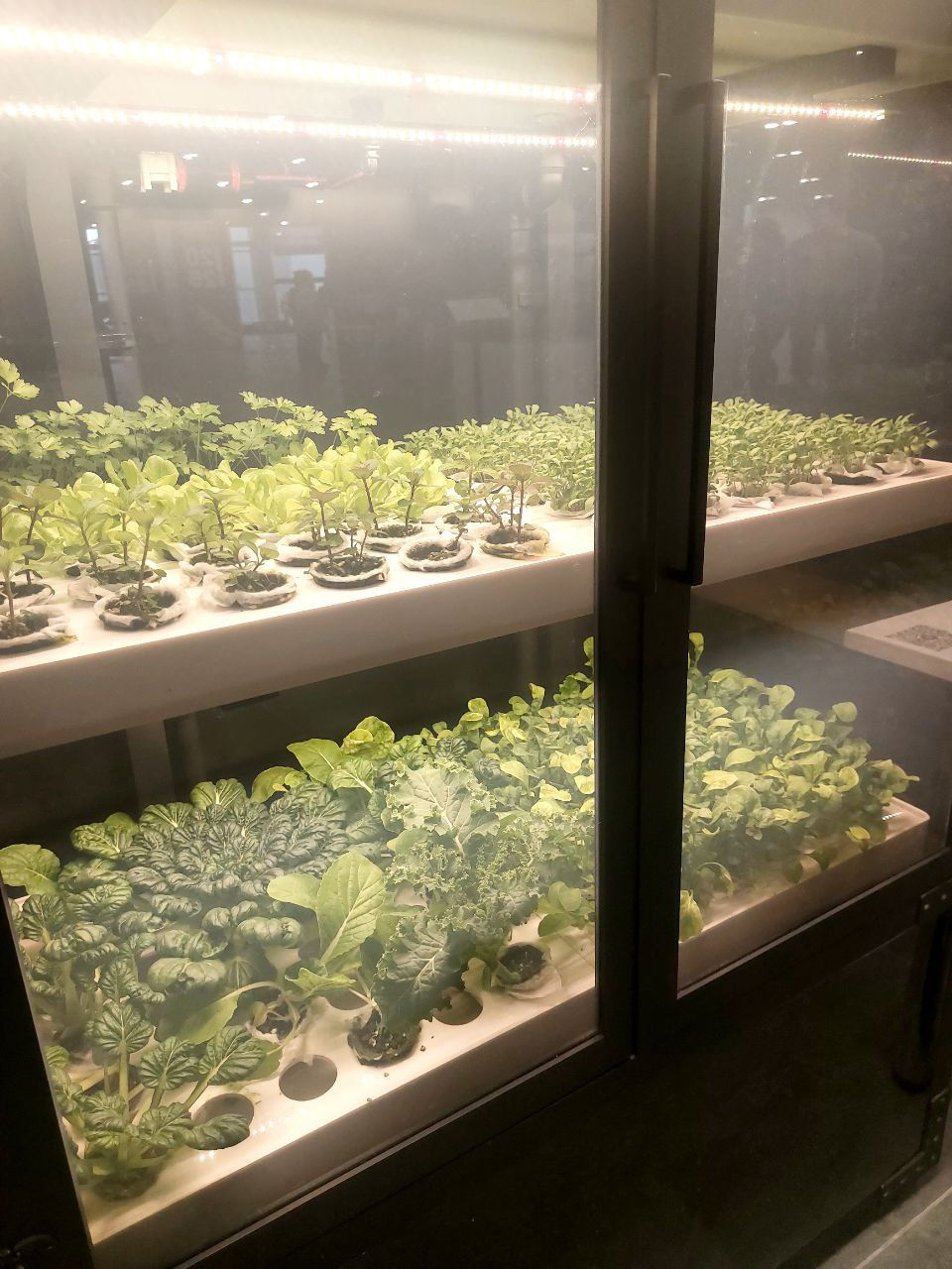 Eye-level view of vertical farm with lush green plants