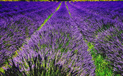 "Аптекарский огород"