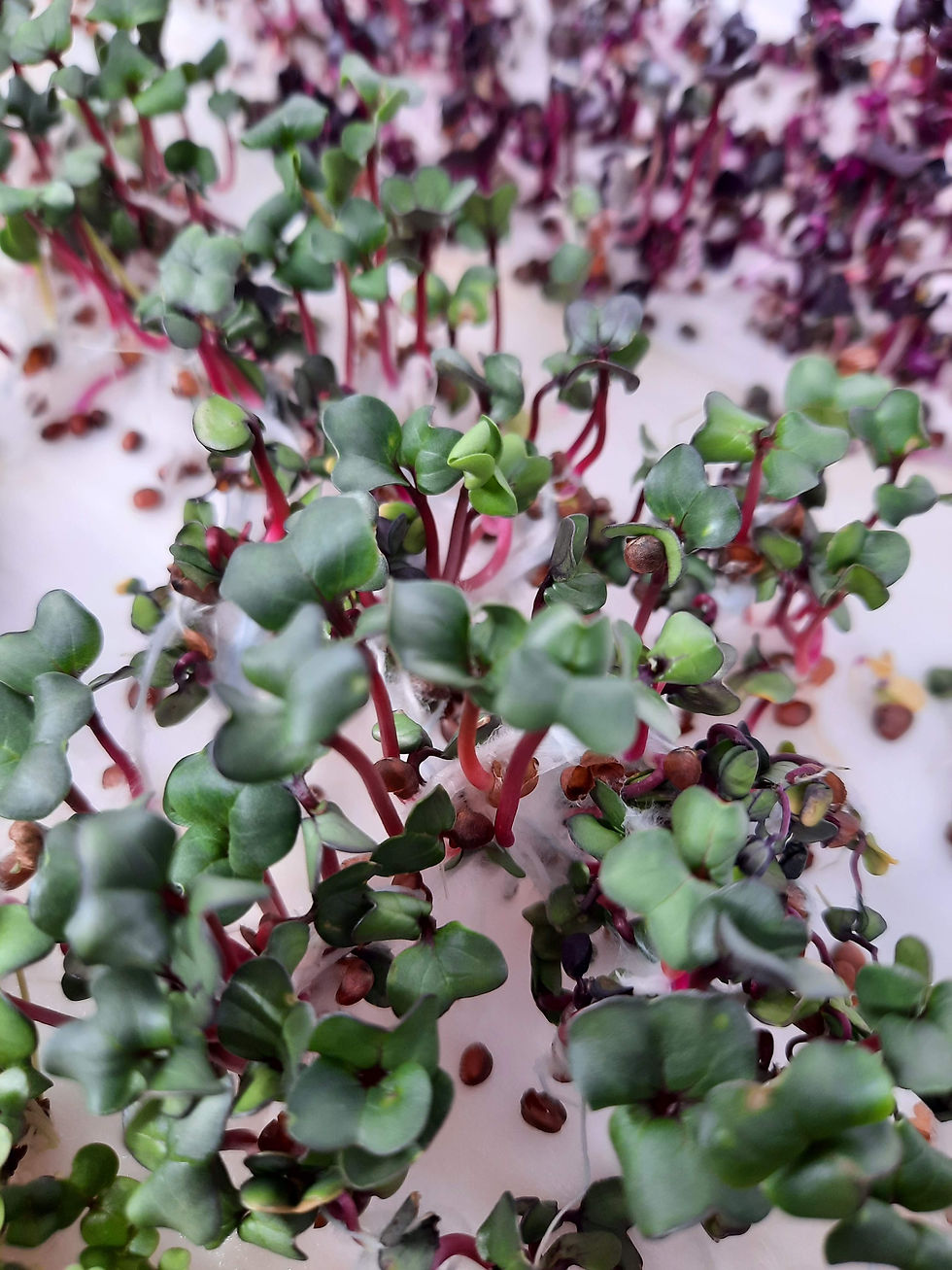 Предложение для школ, техникумов и университетов универсальный GREENBAR MZ-4 выращиваем микрозелень