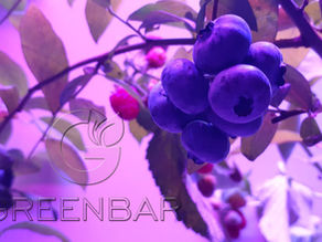 Инновационные фермы для выращивания продуктов в городе!