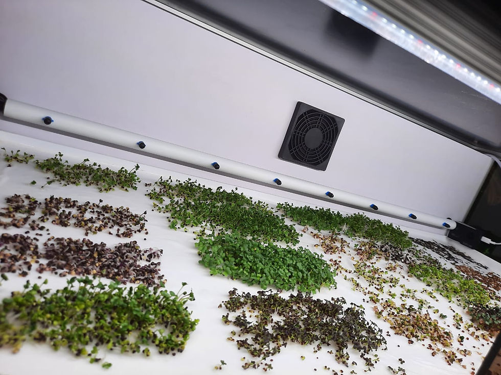 Миниатюра: Витрина Greenbar MZ-2 ПАК для выращивания микрозелени.